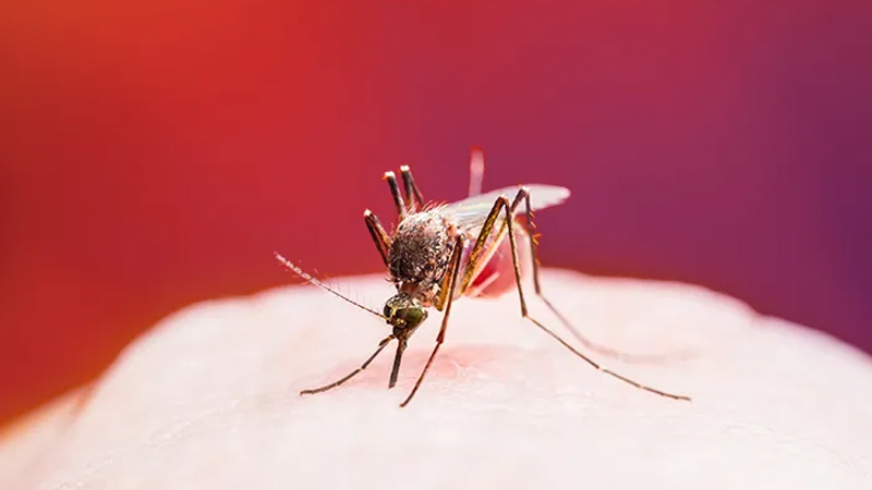 Zika, Bahaya dan Cara Melindungi Diri dari Virus Ini – PAFI Kabupaten Demak